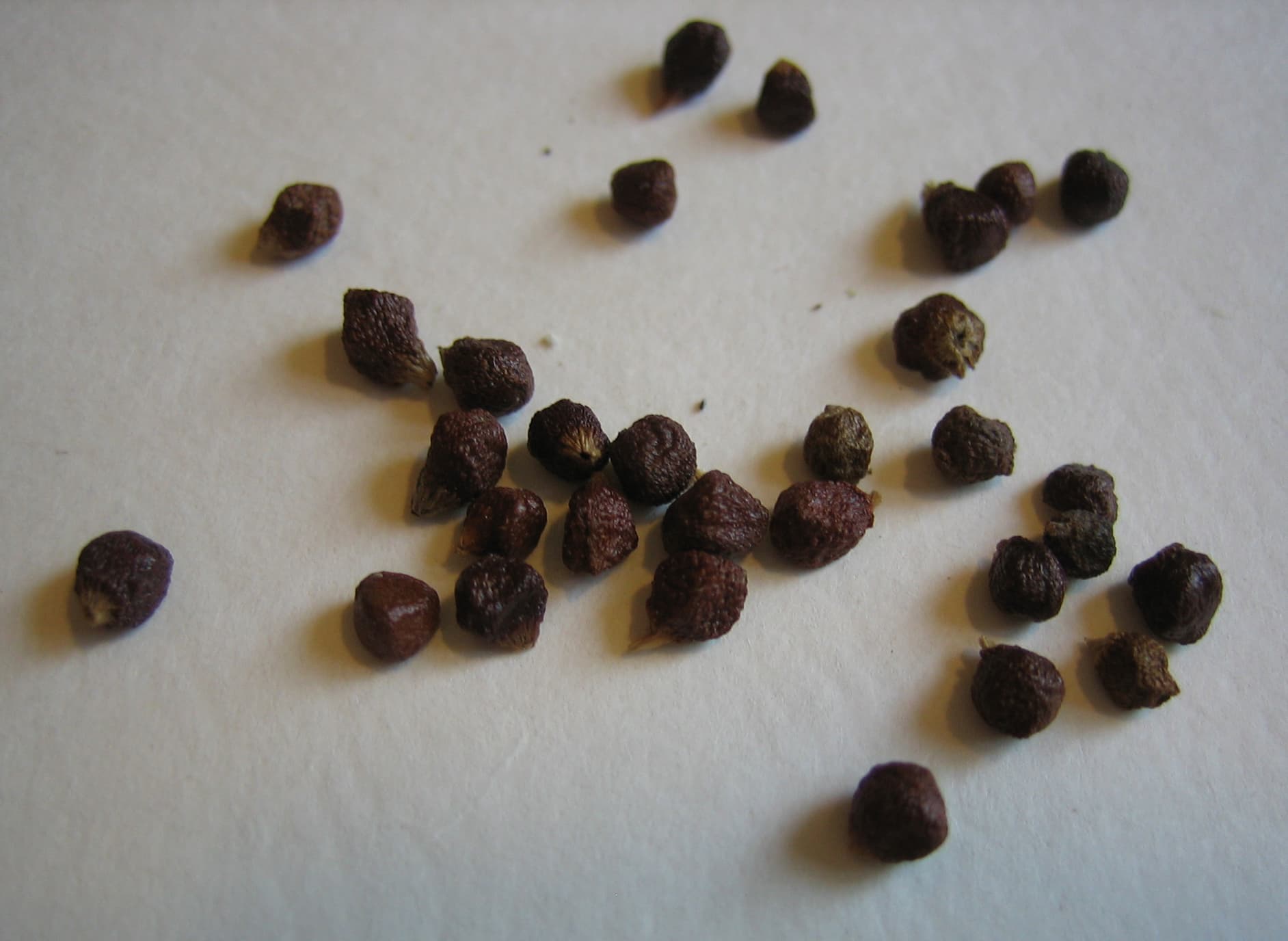 Alligator Pepper