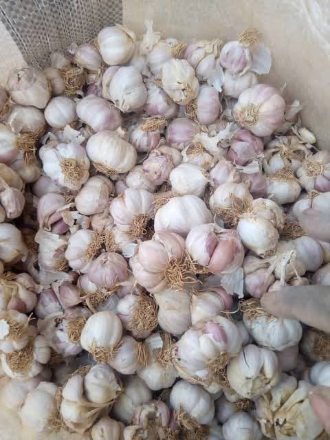Garlic (Dried)