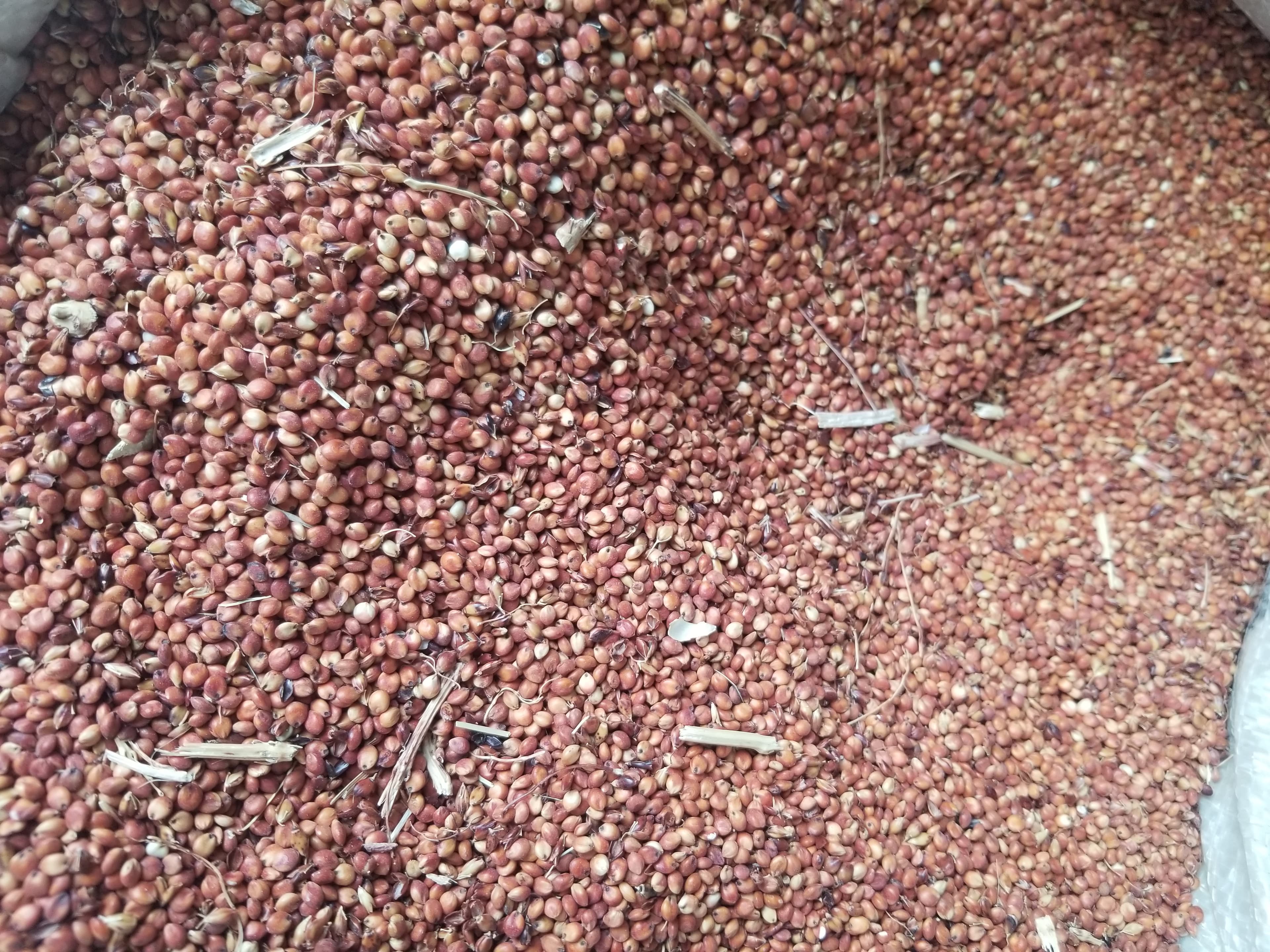 Guinea Corn (Sorghum)