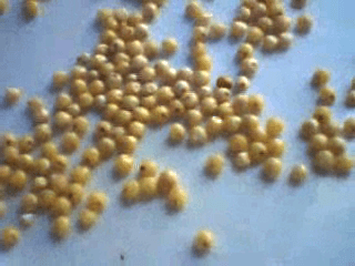 Millet (Whole Grain)